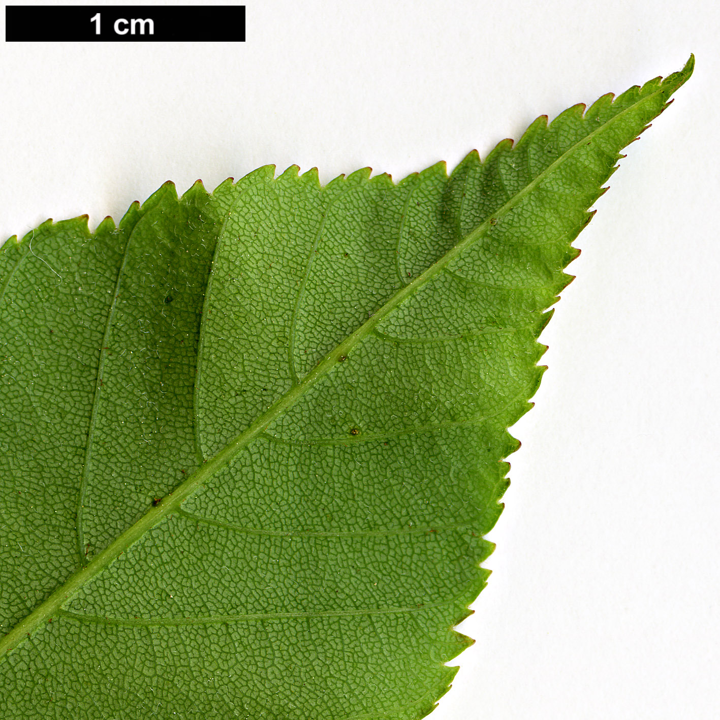 High resolution image: Family: Sapindaceae - Genus: Aesculus - Taxon: sylvatica